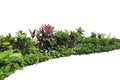 Tropical landscaping garden shrub