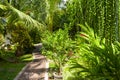 Tropical landscaping in home garden, lush foliage in house backyard