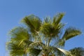 tropical leaf African Sabal fan palm gracefully sways on blue sky, natural beauty tropics, transcendence infinity tropical Royalty Free Stock Photo