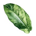 Tropical leaf aglaonema watercolor isolated on white background