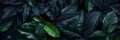 Tropical leaf background with abstract black leaf textures flat lay, dark nature concept