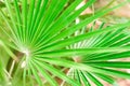 tropical leaf background, selective focus, green colorNature concept