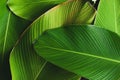 Tropical leaf banana calathea background pattern