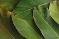 Tropical leaf banana calathea background pattern