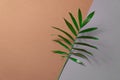 Tropical Leaf On Brown And Grey Paper Background. Flat Lay, Top View, Minimal Design Template With Copyspace.