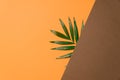 Tropical Leaf On Brown And Orange Paper Background. Flat Lay, Top View, Minimal Design Template With Copyspace.