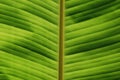 Tropical Leaf Close-up Royalty Free Stock Photo