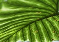 Tropical leaf detail green texture background