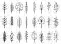Floral branch hand drawn tropical leaf line vector