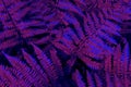 Tropical leaf forest glow in the black light background. abstract image of fern leaves