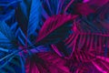 Tropical leaf forest glow in the black light background. High contrast. Royalty Free Stock Photo