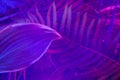 Tropical leaf forest glow in the dark background. High contrast. Royalty Free Stock Photo