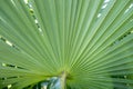 tropical leaf green background texture with copy space veins rainforest palm tree close-up jungle Royalty Free Stock Photo