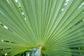 tropical leaf green background texture with copy space veins rainforest palm tree close-up jungle