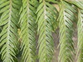 Tropical leaf green fern closeup Royalty Free Stock Photo