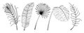 Tropical leaf hand drawn set Royalty Free Stock Photo