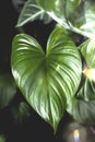 Tropical leaf - homalomena houseplant