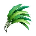 Tropical Leaf Icon isolated on White Backround