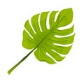 Tropical Leaf Icon isolated on White Backround