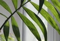 tropical leaf, large foliage, abstract green texture, closeup against the window Royalty Free Stock Photo