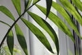 tropical leaf, large foliage, abstract green texture, closeup against the window Royalty Free Stock Photo