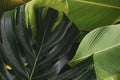 Tropical leaf monstera and banana calathea
