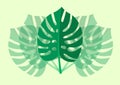 Tropical Leaf Monstera Plant isolated on light green background. Vector Illustration