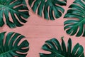 Tropical leaf Monstera or split-leaf philodendron Monstera deliciosa the tropic plant leaves composition on orange pink wood Royalty Free Stock Photo