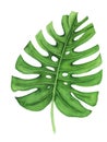 Tropical leaf of monstera, watercolor painting. Hand painted illustration isolated on white background.