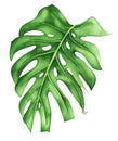 Tropical leaf of monstera, watercolor painting. Realistic botanical art.