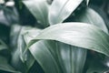 Tropical leaf moody photo in dark green tone. Tropical garden minimalist abstraction. Summer foliage toned photography