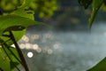 Tropical leaf, Natural jungle green leaves floral background with bokeh river backdrop