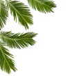 Tropical leaf palm tree Cycas revoluta Sotetsu, sago palm, king sago, sago cycad, Japanese sago palm on a white background