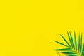 Tropical leaf palm tree on a yellow background with space for text. Top view flyer Royalty Free Stock Photo