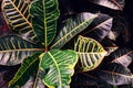 Tropical leaf pattern