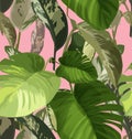 Tropical leaf pattern Royalty Free Stock Photo