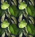 Tropical leaf pattern Royalty Free Stock Photo