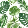 Tropical leaf patterns set isolated on white background Royalty Free Stock Photo