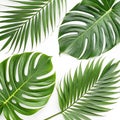 Tropical leaf patterns set isolated on white background Royalty Free Stock Photo