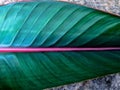 tropical leaf with pink vein