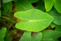 Tropical leaf, single leaf, abstract green leaves texture,nature background Royalty Free Stock Photo