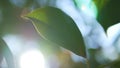 Tropical leaf, super close-up. on blurred background of foliage and sky. sun glare, bokeh