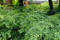 Tropical leaf texture background, dark green foliage are shaped like tiny spikes