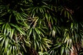 Tropical leaf texture background, dark green foliage are shaped like tiny spikes in nature, dark green, tropical brown in Asia Royalty Free Stock Photo