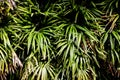 Tropical leaf texture background, dark green foliage are shaped like tiny spikes in nature, dark green, tropical brown in Asia Royalty Free Stock Photo