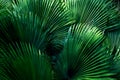 Tropical leaf texture background Royalty Free Stock Photo