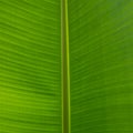 Tropical leaf texture background. Green close up leaf structure. Palm leaves texture.