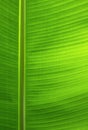 Tropical leaf texture background. Green close up leaf structure. Royalty Free Stock Photo