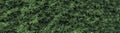 Tropical leaf texture background. Panoramic image Royalty Free Stock Photo