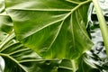 Tropical leaf texture background, stripes of dark green foliage Royalty Free Stock Photo